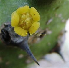  Central Male Cyathium